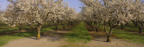 Trees in a Row  Almond Tree  Sacramento  California  USA
