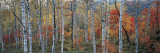 Fall Trees  Shinhodaka  Gifu  Japan