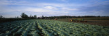 Tobacco Harvest  Edgerton  Wisconsin  USA