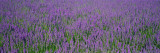 Field of Lavender  Hokkaido  Japan