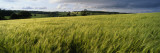 Barley Field  Wales  United Kingdom