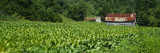 Barn in a Tobacco Field  Kentucky  USA
