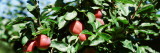 Apple Branch  USA
