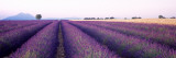 Lavender Field  Plateau De Valensole  France
