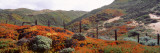 Ice Plant  Big Sur Coast  Santa Lucia Mountains  California USA