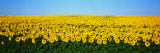 Sunflower Field  North Dakota  USA