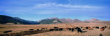 Herd of Cattle Grazing in a Field  Steamboat Mountain  Montana  USA
