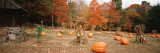 Pumpkins on a Field  Connecticut  USA