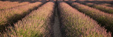 Rows Lavender Field  Pays De Sault Provence  France