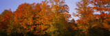 Fall Trees  Vermont  USA