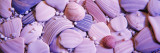 Close-up of Sea Shells