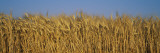 Field of Wheat  France