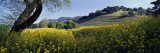 Mustard Flowers in a Field  Napa Valley  California  USA