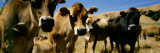 Close Up of Cows  California  USA