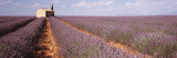 Lavender Field  Valensole Province  France