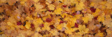 Close Up of Norway Maple Leaves with Autumn Color