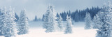 Fresh Snow on Pine Trees  Taos County  New Mexico  USA