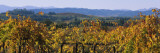 High Angle View of a Field  Alexander Valley  Napa  California  USA