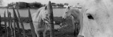 Horses  Camargue  France