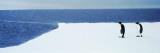 Adelie Penguins  Ross Sea  Antarctica