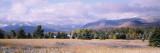 Trees in a Landscape  Sawtooth Mountains  Adirondack State Park  Lake Placid  New York State  USA