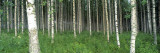 Birch Forest  Punkaharju  Finland