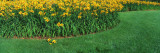 Day Lilies