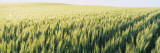 Field of Barley  Whitman County  Washington State  USA