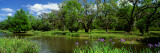 Jungle Gardens  Avery Island  Southern  Louisiana  USA