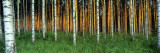 Birch Trees  Saimma  Lakelands  Finland