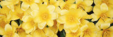 Close-up of Yellow Tulips