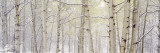 Autumn Aspens with Snow  Colorado  USA