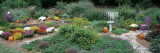 Fall Residential Garden