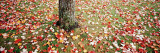 Leaves  Fallen