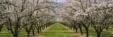 Almond Trees in an Orchard  California  USA