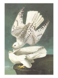 White Gyrfalcon