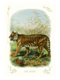 The Tiger