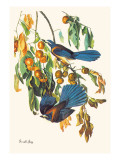 Scrub Jay