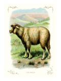 The Sheep