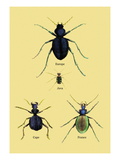 Beetles of Java  France  Cape and Europe