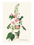 Anna's Hummingbird