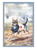 Red Cross Dog