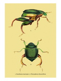 Beetles: Scarabaeus Macropus and Chrysophora Chrysochlora