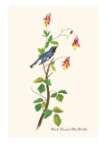 Black-Throated Blue Warbler