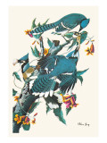 Blue Jay