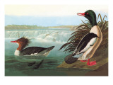 Common Merganser