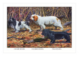 Cocker Spaniel  Clumber Spaniel  and Field Spaniel
