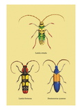 Beetles: Lamia Ornata  L Formosa and Desmocerus Cyaneus
