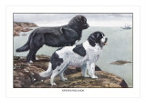 Two Newfoundlands