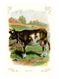The Cow